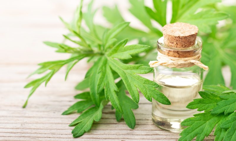 Tanaman Mugwort